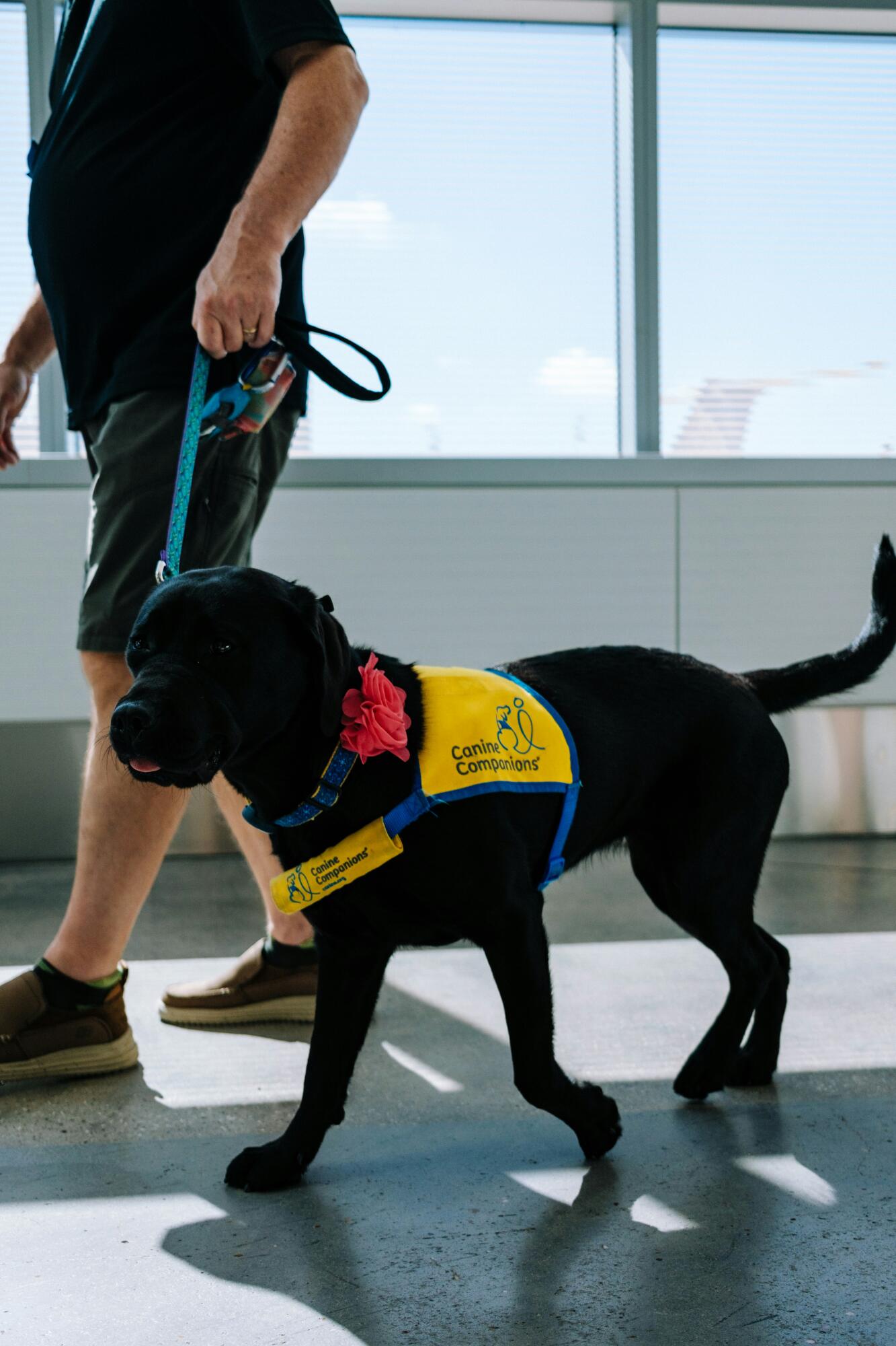 Difference Between Service, Emotional Support Animals, and Pets In Milwaukee, WI